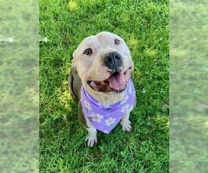 American Pit Bull Terrier-Unknown Mix Dogs for adoption in Tulsa, OK, USA