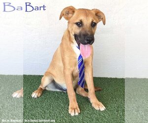 Mutt Dogs for adoption in San Diego, CA, USA