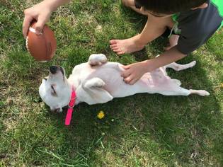 Jack Russell Terrier Dogs for adoption in Lockport, NY, USA