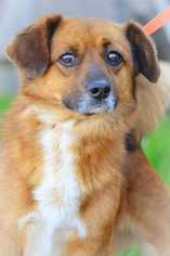 Pembroke Welsh Corgi Dogs for adoption in Woodside, NY, USA