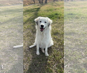 Maremma Sheepdog Dogs for adoption in Bountiful, UT, USA