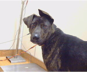 Labrador Retriever-Unknown Mix Dogs for adoption in Sacramento, CA, USA