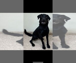 Labrador Retriever Dogs for adoption in Great Bend, KS, USA