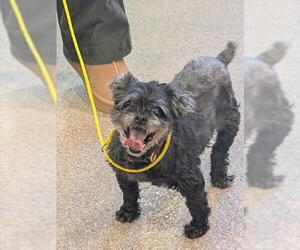 Shih Tzu-Unknown Mix Dogs for adoption in Louisville, KY, USA