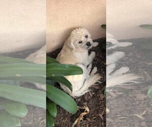 Maltipoo Dogs for adoption in Escondido, CA, USA