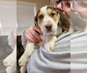 Beagle-English Springer Spaniel Mix Dogs for adoption in Mt. Laurel, NJ, USA