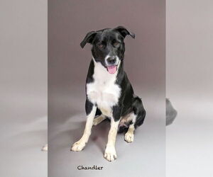 Border Collie-Unknown Mix Dogs for adoption in Hot Springs Village, AR, USA