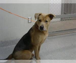American Pit Bull Terrier-Unknown Mix Dogs for adoption in Pasadena, TX, USA