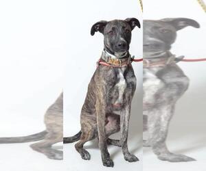 Greyhound-Unknown Mix Dogs for adoption in Bellbrook, OH, USA