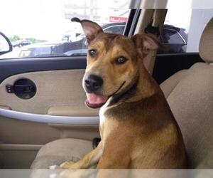 Shepradors Dogs for adoption in Pandora, TX, USA