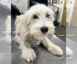 Miniature Schnauzer-Unknown Mix Dogs for adoption in Forestville, MD, USA
