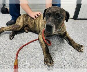 Presa Canario Dogs for adoption in Westminster, MD, USA