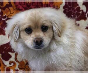 Pominese Dogs for adoption in Thief River Falls, MN, USA