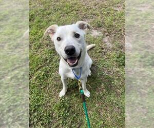 Bluetick Coonhound Dogs for adoption in Vero Beach, FL, USA