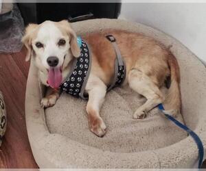 Bocker Dogs for adoption in Las Vegas, NV, USA