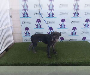 Mutt Dogs for adoption in Orlando, FL, USA