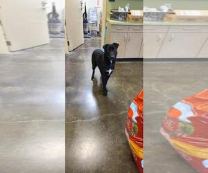 Borador Dogs for adoption in Rockwall, TX, USA