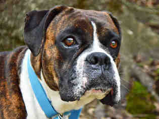 Boxer Dogs for adoption in Pittsburgh, PA, USA