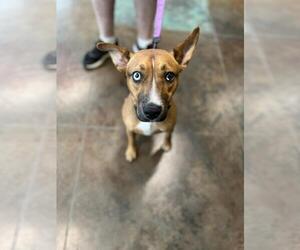 Catahoula Leopard Dog-Unknown Mix Dogs for adoption in Lacombe, LA, USA