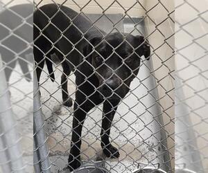 Rottweiler-Unknown Mix Dogs for adoption in Anchorage, AK, USA