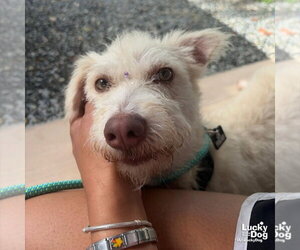 Mutt Dogs for adoption in Washington, DC, USA