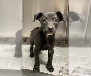 American Pit Bull Terrier-Labrador Retriever Mix Dogs for adoption in Modesto, CA, USA