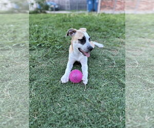 Mutt Dogs for adoption in Royse City, TX, USA