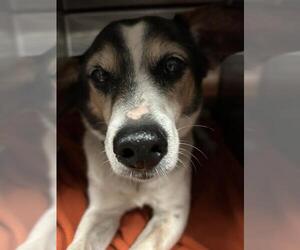 Beagle-Unknown Mix Dogs for adoption in Waco, TX, USA
