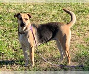 German Shepherd Dog-Unknown Mix Dogs for adoption in Santa Fe, TX, USA