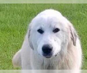 Great Pyrenees Dogs for adoption in Canton, CT, USA