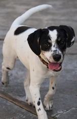Small Pointer-Rat Terrier Mix
