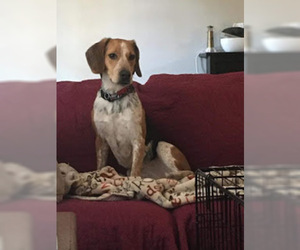 Beagle-Black and Tan Coonhound-Labrador Retriever Mix Dogs for adoption in Rockaway, NJ, USA