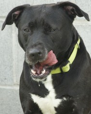 Labrador Retriever-Unknown Mix Dogs for adoption in Potsdam, NY, USA