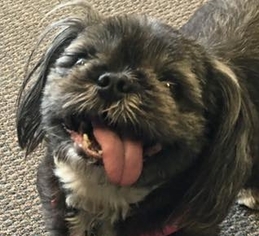 Shih Tzu Dogs for adoption in St. Cloud, MN, USA