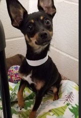 Chihuahua Dogs for adoption in Georgetown, KY, USA