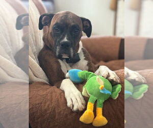 Boxer Dogs for adoption in Woodbury, MN, USA