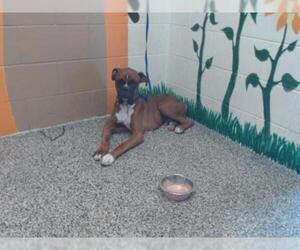 Boxer Dogs for adoption in San Bernardino, CA, USA