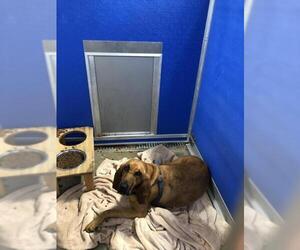 Redbone Coonhound Dogs for adoption in Pierceton , IN, USA