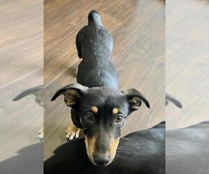 Dorgi Dogs for adoption in Oakhurst, NJ, USA