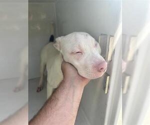 American Pit Bull Terrier-Unknown Mix Dogs for adoption in Houston, TX, USA