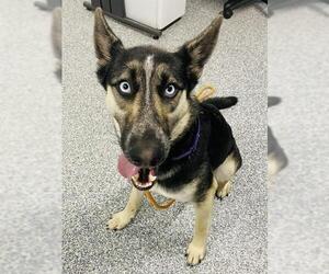 German Shepherd Dog-Siberian Husky Mix Dogs for adoption in Westminster, MD, USA