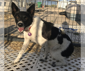 Mutt Dogs for adoption in Carson City, NV, USA