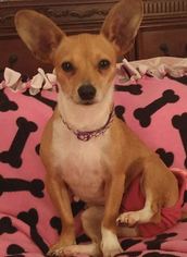 Chiweenie Dogs for adoption in Lorena, TX, USA