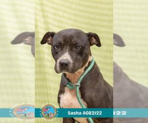 American Staffordshire Terrier-Unknown Mix Dogs for adoption in Mobile, AL, USA