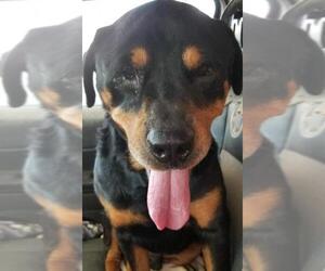 Rottweiler Dogs for adoption in Seattle, WA, USA