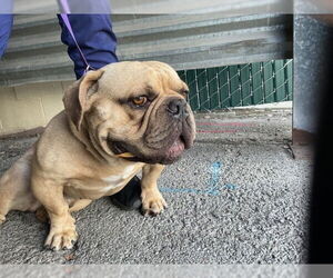 Bulldog-Unknown Mix Dogs for adoption in San Bernardino, CA, USA