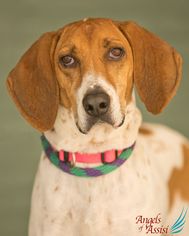 American Foxhound Dogs for adoption in Roanoke, VA, USA