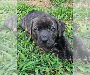 Plott Hound-Unknown Mix Dogs for adoption in Wyoming, MI, USA