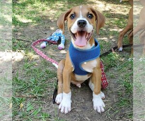 Bogle Dogs for adoption in Livonia, MI, USA