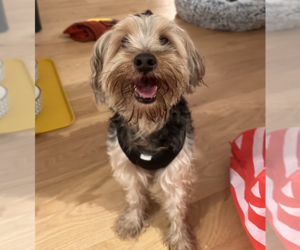 Mutt Dogs for adoption in Brooklyn, NY, USA